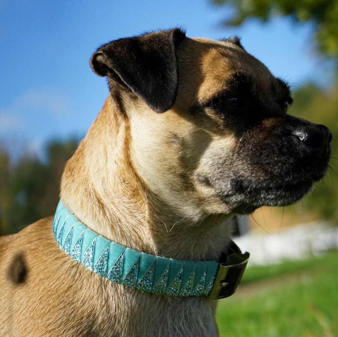Hundehalsband