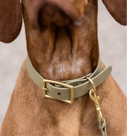 Hundehalsband Glamour