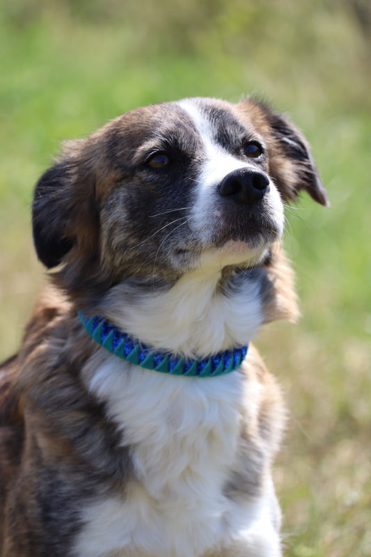 Hundehalsband