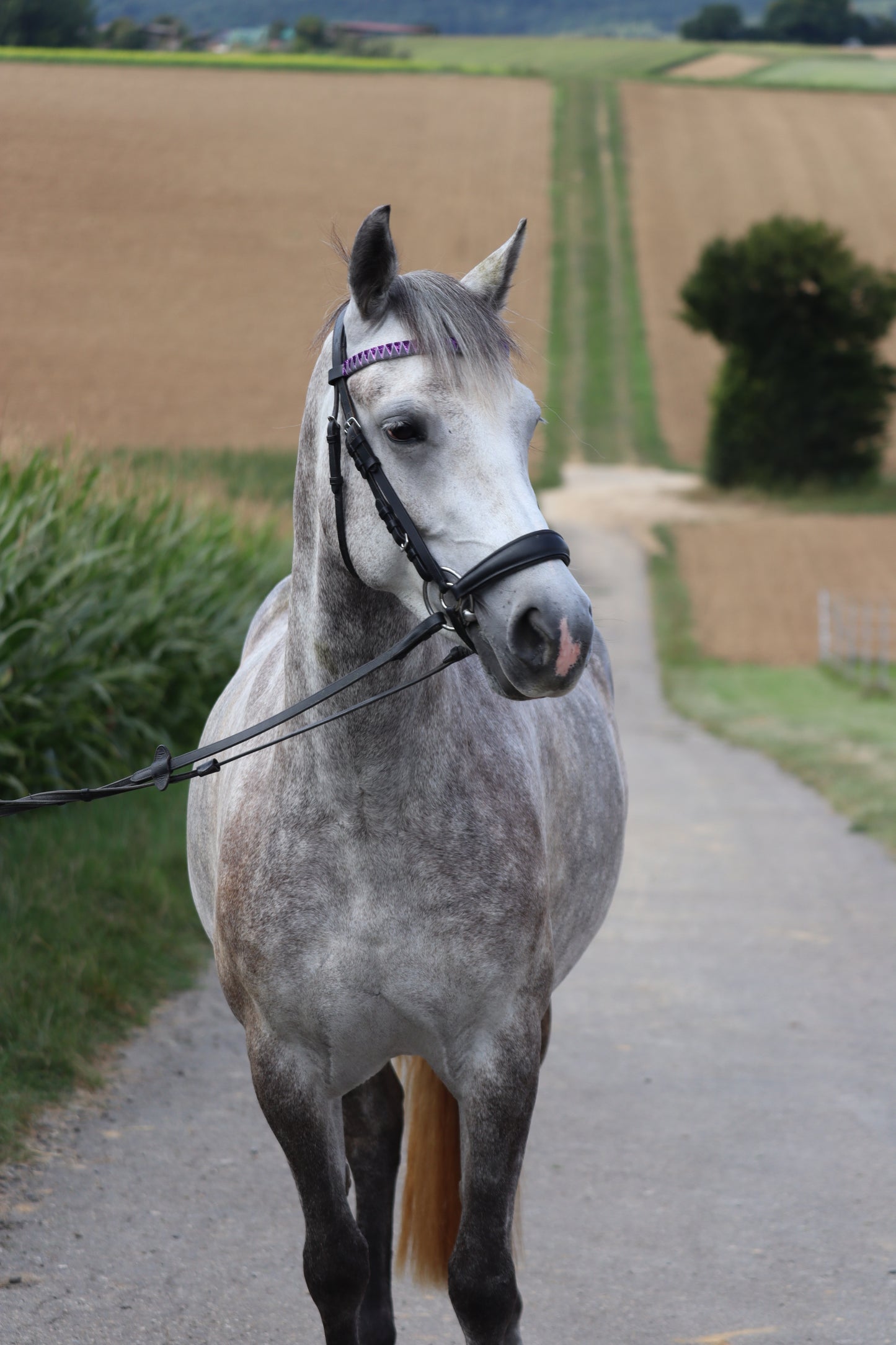 Stirnriemen Standard