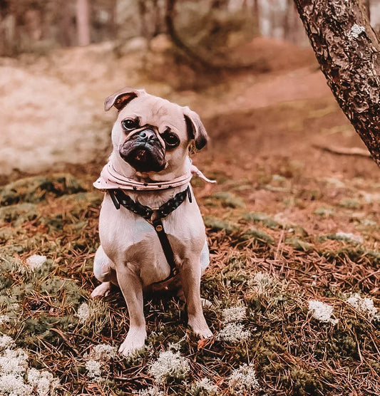 Hundegeschierr Glamour